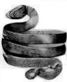 94. Браслет. Рим, I век н.э. Змея была символом плодородия и урожайности. Часто этот символ использовался как Декоративный момент, особенно на перстнях